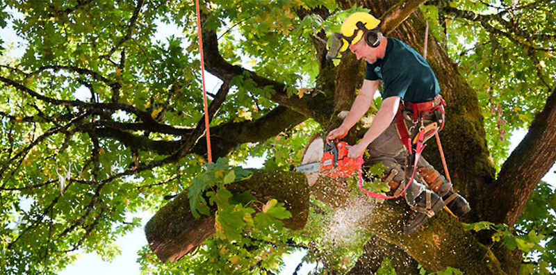 Boise Tree Service