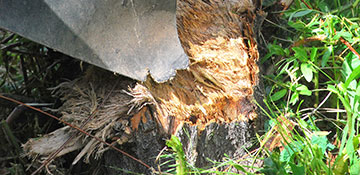 Stump Grinding in Boise, ID