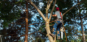 Tree Trimming in Boise, ID