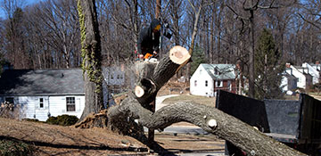 Tree Removal in Warren, MI