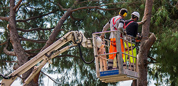 Tree Service in Warren, MI